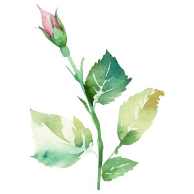 Vektör suluboya gül çiçeği. El çizimi tasarım ögesi beyaz arkaplanda izole edildi.