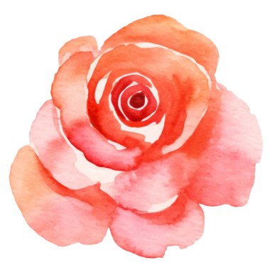 Vektör suluboya gül çiçeği. El çizimi tasarım ögesi beyaz arkaplanda izole edildi.