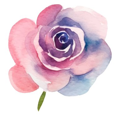 Vektör suluboya gül çiçeği. El çizimi tasarım ögesi beyaz arkaplanda izole edildi.