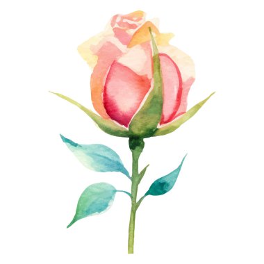 Vektör suluboya gül çiçeği. El çizimi tasarım ögesi beyaz arkaplanda izole edildi.