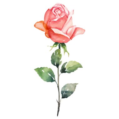 Vektör suluboya gül çiçeği. El çizimi tasarım ögesi beyaz arkaplanda izole edildi.