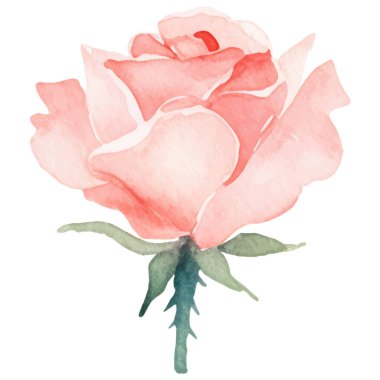 Vektör suluboya gül çiçeği. El çizimi tasarım ögesi beyaz arkaplanda izole edildi.