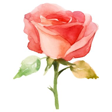 Vektör suluboya gül çiçeği. El çizimi tasarım ögesi beyaz arkaplanda izole edildi.