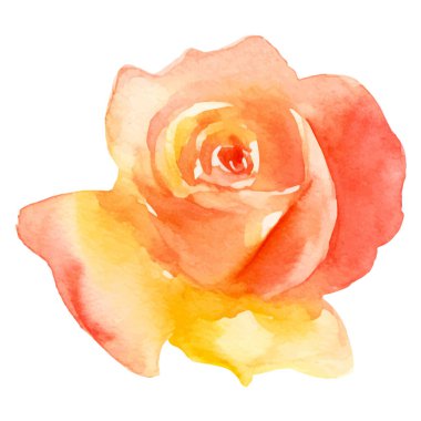 Vektör suluboya gül çiçeği. El çizimi tasarım ögesi beyaz arkaplanda izole edildi.