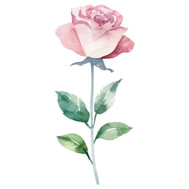 Vektör suluboya gül çiçeği. El çizimi tasarım ögesi beyaz arkaplanda izole edildi.