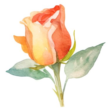 Vektör suluboya gül çiçeği. El çizimi tasarım ögesi beyaz arkaplanda izole edildi.