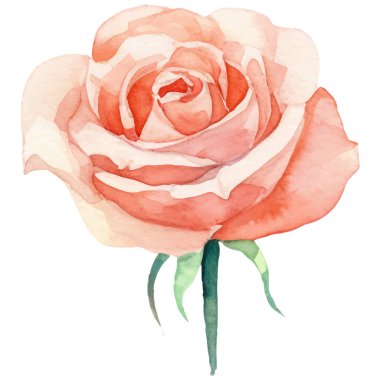 Vektör suluboya gül çiçeği. El çizimi tasarım ögesi beyaz arkaplanda izole edildi.