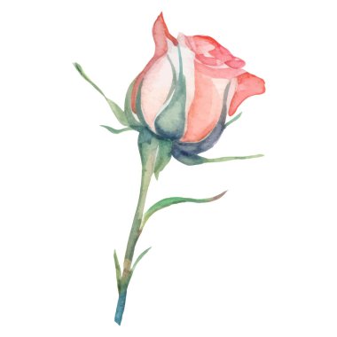 Vektör suluboya gül çiçeği. El çizimi tasarım ögesi beyaz arkaplanda izole edildi.