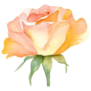 Vektör suluboya gül çiçeği. El çizimi tasarım ögesi beyaz arkaplanda izole edildi.