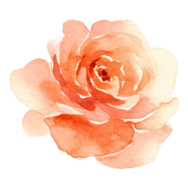 Vektör suluboya gül çiçeği. El çizimi tasarım ögesi beyaz arkaplanda izole edildi.