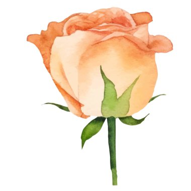 Vektör suluboya gül çiçeği. El çizimi tasarım ögesi beyaz arkaplanda izole edildi.