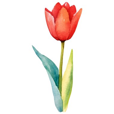 Vektör suluboya lale çiçeği. El çizimi tasarım ögesi beyaz arkaplanda izole edildi.