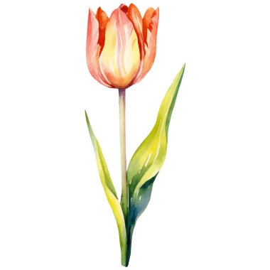 Vektör suluboya lale çiçeği. El çizimi tasarım ögesi beyaz arkaplanda izole edildi.