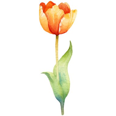 Vektör suluboya lale çiçeği. El çizimi tasarım ögesi beyaz arkaplanda izole edildi.