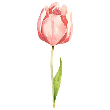 Vektör suluboya lale çiçeği. El çizimi tasarım ögesi beyaz arkaplanda izole edildi.