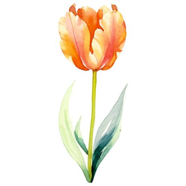 Vektör suluboya lale çiçeği. El çizimi tasarım ögesi beyaz arkaplanda izole edildi.