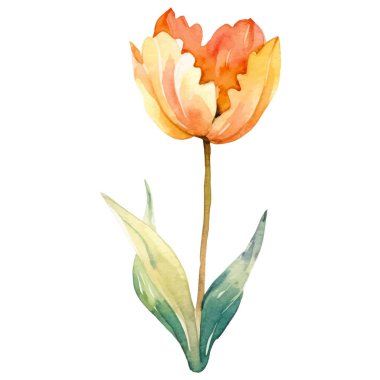 Vektör suluboya lale çiçeği. El çizimi tasarım ögesi beyaz arkaplanda izole edildi.