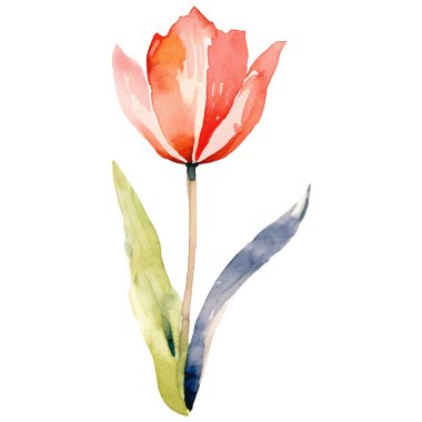 Vektör suluboya lale çiçeği. El çizimi tasarım ögesi beyaz arkaplanda izole edildi.