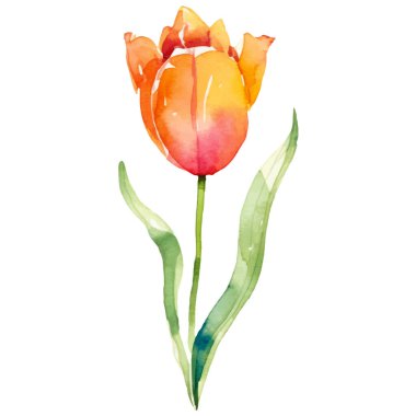 Vektör suluboya lale çiçeği. El çizimi tasarım ögesi beyaz arkaplanda izole edildi.