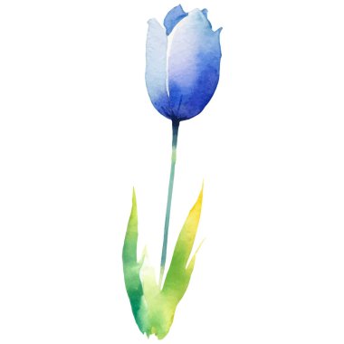 Vektör suluboya lale çiçeği. El çizimi tasarım ögesi beyaz arkaplanda izole edildi.