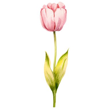 Vektör suluboya lale çiçeği. El çizimi tasarım ögesi beyaz arkaplanda izole edildi.