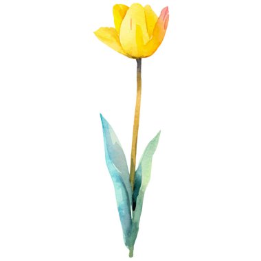 Vektör suluboya lale çiçeği. El çizimi tasarım ögesi beyaz arkaplanda izole edildi.