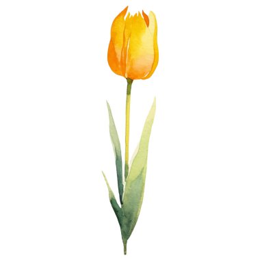 Vektör suluboya lale çiçeği. El çizimi tasarım ögesi beyaz arkaplanda izole edildi.