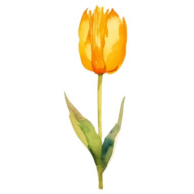 Vektör suluboya lale çiçeği. El çizimi tasarım ögesi beyaz arkaplanda izole edildi.