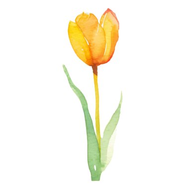 Vektör suluboya lale çiçeği. El çizimi tasarım ögesi beyaz arkaplanda izole edildi.