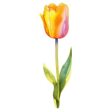 Vektör suluboya lale çiçeği. El çizimi tasarım ögesi beyaz arkaplanda izole edildi.