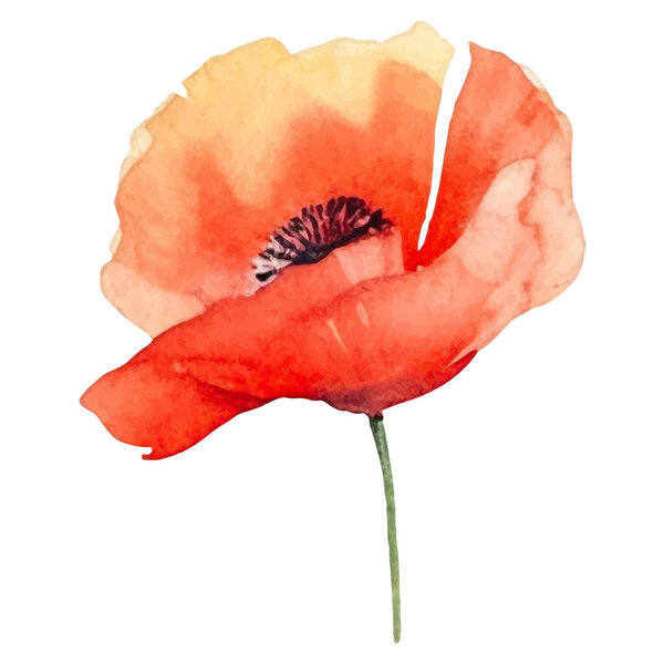 Векторный акварельный маковый цветок. Ручной рисунок элемент дизайна на белом фоне.