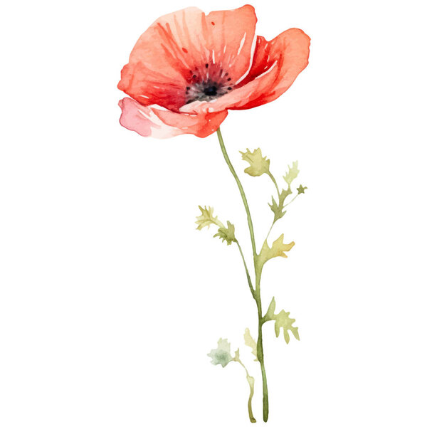 Векторный акварельный маковый цветок. Ручной рисунок элемент дизайна на белом фоне.