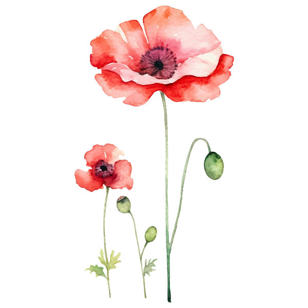 Векторный акварельный маковый цветок. Ручной рисунок элемент дизайна на белом фоне.