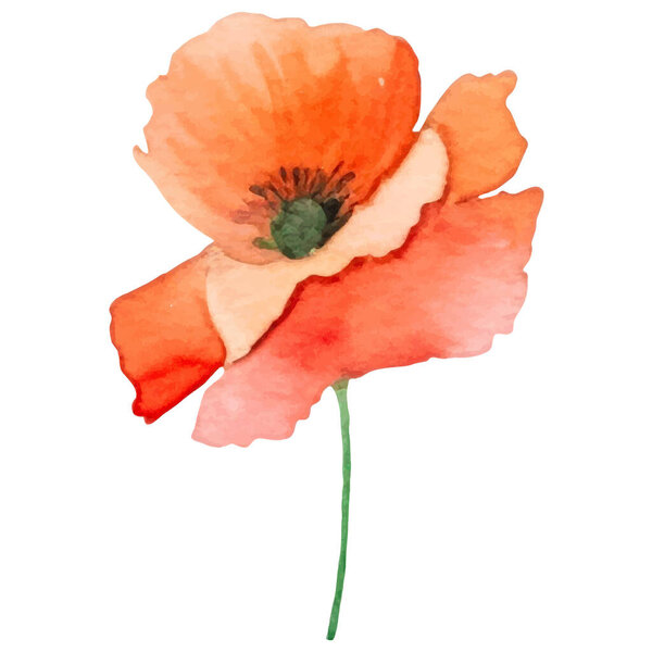 Векторный акварельный маковый цветок. Ручной рисунок элемент дизайна на белом фоне.