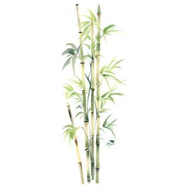 Bambu boyalı vektör suluboya. El çizimi çiçek tasarımı elementleri beyaz arkaplanda izole.