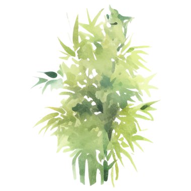 Bambu boyalı vektör suluboya. El çizimi çiçek tasarımı elementleri beyaz arkaplanda izole.