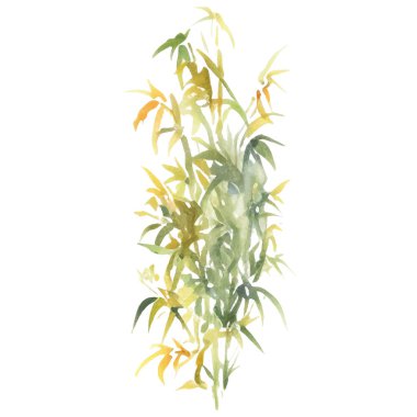 Bambu boyalı vektör suluboya. El çizimi çiçek tasarımı elementleri beyaz arkaplanda izole.