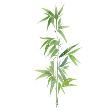 Bambu boyalı vektör suluboya. El çizimi çiçek tasarımı elementleri beyaz arkaplanda izole.