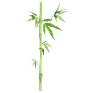 Bambu boyalı vektör suluboya. El çizimi çiçek tasarımı elementleri beyaz arkaplanda izole.