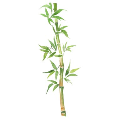 Bambu boyalı vektör suluboya. El çizimi çiçek tasarımı elementleri beyaz arkaplanda izole.