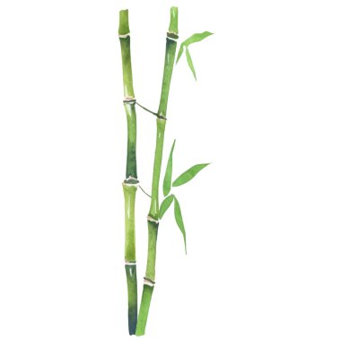 Bambu boyalı vektör suluboya. El çizimi çiçek tasarımı elementleri beyaz arkaplanda izole.