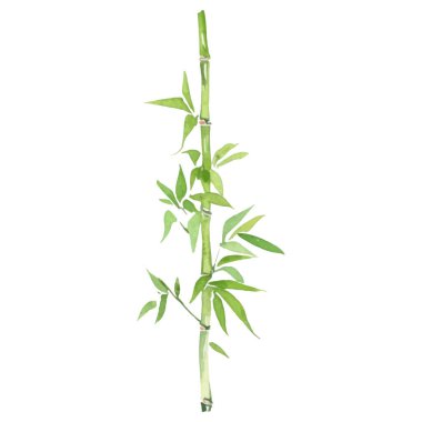 Bambu boyalı vektör suluboya. El çizimi çiçek tasarımı elementleri beyaz arkaplanda izole.