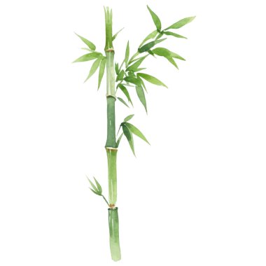 Bambu boyalı vektör suluboya. El çizimi çiçek tasarımı elementleri beyaz arkaplanda izole.