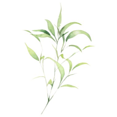 Bambu boyalı vektör suluboya. El çizimi çiçek tasarımı elementleri beyaz arkaplanda izole.