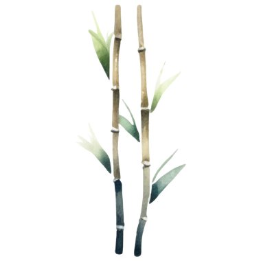 Bambu boyalı vektör suluboya. El çizimi çiçek tasarımı elementleri beyaz arkaplanda izole.