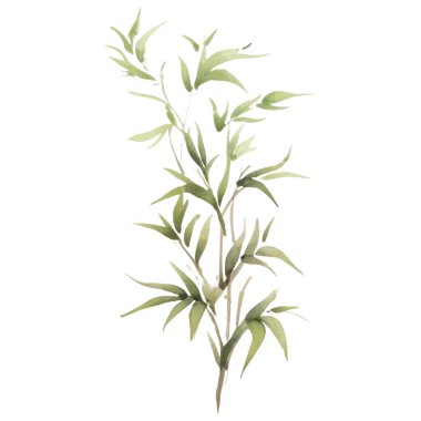 Bambu boyalı vektör suluboya. El çizimi çiçek tasarımı elementleri beyaz arkaplanda izole.