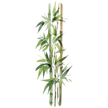 Bambu boyalı vektör suluboya. El çizimi çiçek tasarımı elementleri beyaz arkaplanda izole.