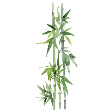 Bambu boyalı vektör suluboya. El çizimi çiçek tasarımı elementleri beyaz arkaplanda izole.