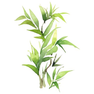 Bambu boyalı vektör suluboya. El çizimi çiçek tasarımı elementleri beyaz arkaplanda izole.