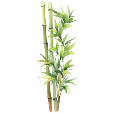 Bambu boyalı vektör suluboya. El çizimi çiçek tasarımı elementleri beyaz arkaplanda izole.